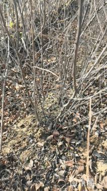 高度50厘米钙果苗