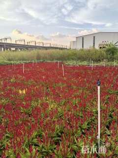 高度35厘米狗尾红