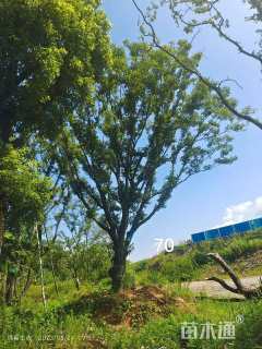 70公分朴树