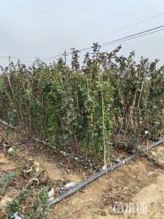 150厘米藤本月季