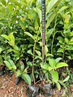 高度50厘米欧洲荚蒾
