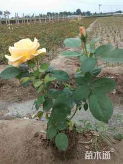 高度30厘米丰花月季