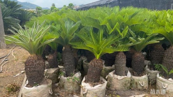 裸干高30厘米铁树