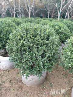 高度50厘米龟甲冬青