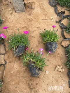 高度10厘米欧石竹