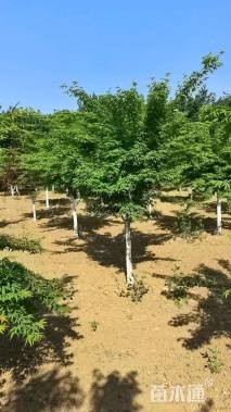 5公分日本红枫