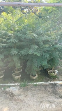 1公分蓝花楹