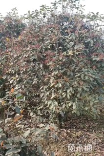 高度300厘米中华石楠