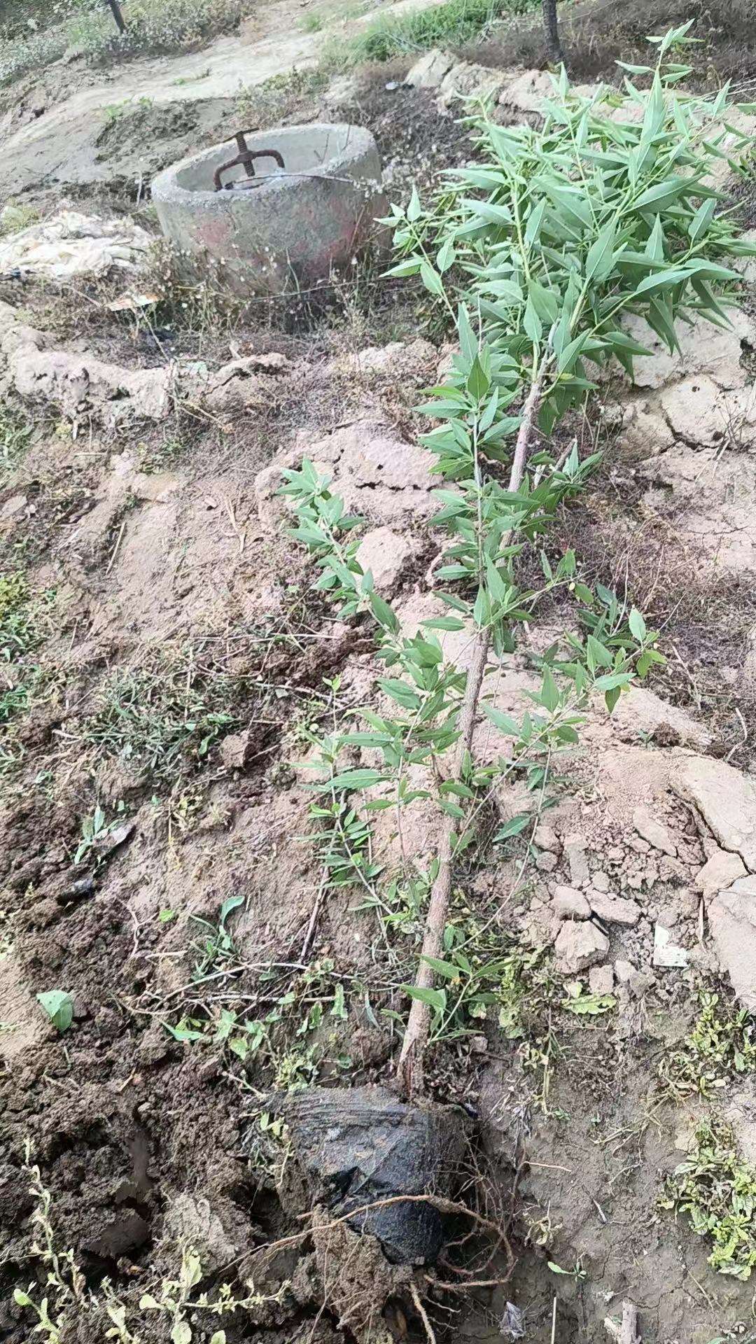 2公分山桃