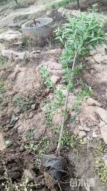 2公分山桃
