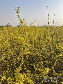 高度80厘米美国金钟连翘