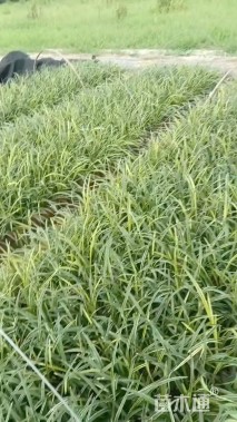 高度25厘米金边阔叶麦冬