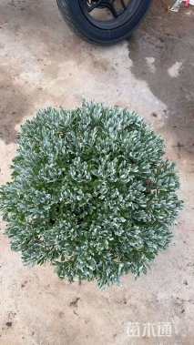 高度30厘米芙蓉菊