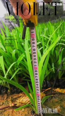 高度15厘米射干