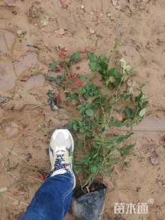 高度40厘米大花月季