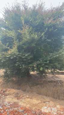 15公分精品七爪槭