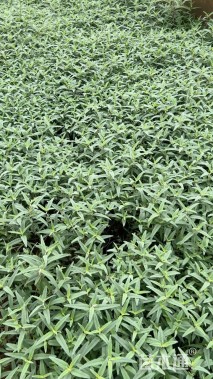 高度20厘米墨西哥鼠尾草