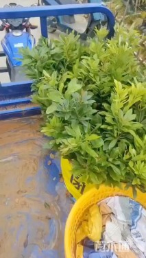 高度25厘米金边吊兰