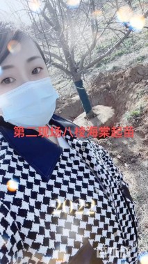 13公分八棱海棠