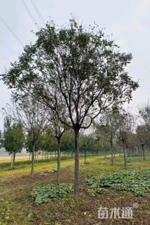 16公分北栾