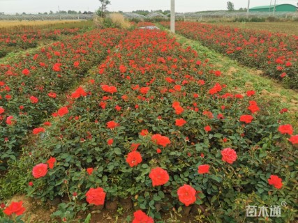 高度60厘米大花月季
