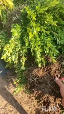 高度45厘米瓜子黄杨