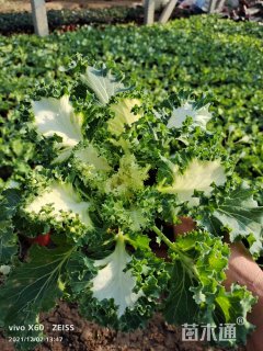 高度20厘米羽衣甘蓝