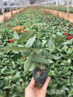 高度20厘米百日草