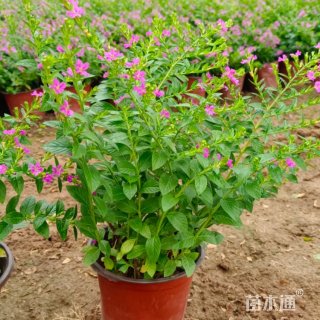 高度30厘米萼距花