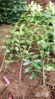 高度35厘米大叶黄杨小苗