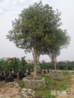 25公分桂花