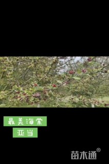 15公分亚当海棠