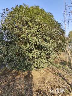 25公分桂花