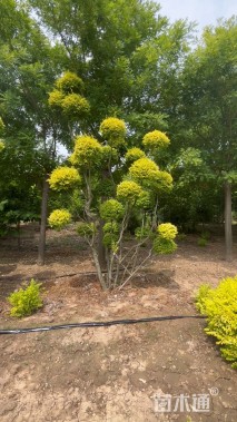 4公分造型亮晶女贞