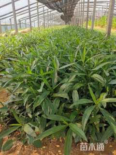 高度20厘米翠芦莉