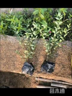 高度35厘米银姬小蜡