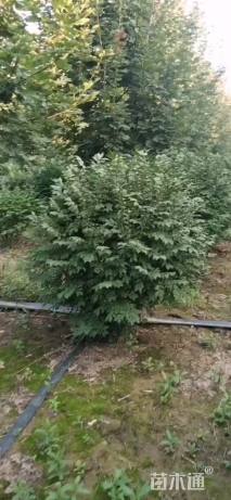 高度120厘米火焰卫矛