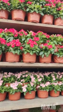 高度30厘米长春花