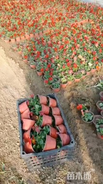 高度20厘米三色堇