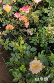 高度40厘米玫瑰