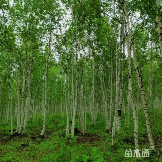 高度25厘米白桦小苗