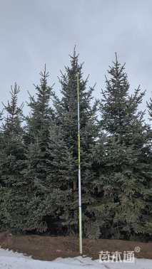 高度390厘米欧洲云杉