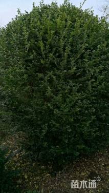 冠幅130厘米水蜡球