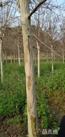 16公分白花紫薇