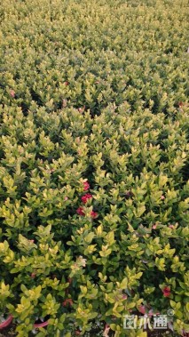 高度20厘米龙船花