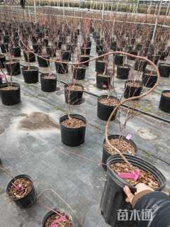 0.7公分流泉红枫