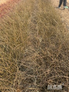 高度40厘米迎春花