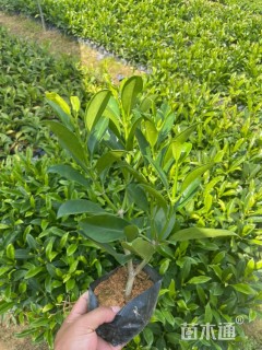 高度25厘米非洲茉莉