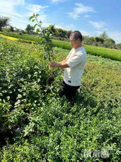 高度60厘米红瑞木