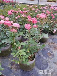 高度40厘米大花月季